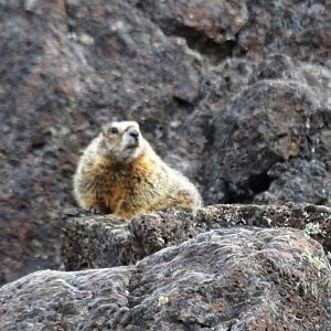 Yellow-bellied Marmot (Marmota flaviventris)