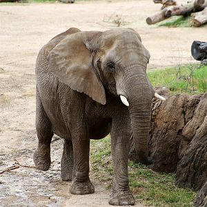 African Savanna Elephant