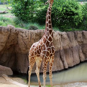 Reticulated Giraffe