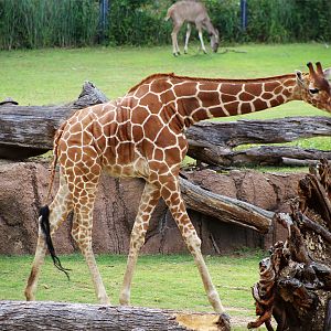 Reticulated Giraffe