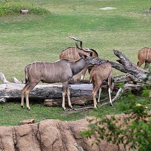 Greater Kudu