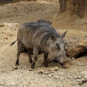 Common Warthog