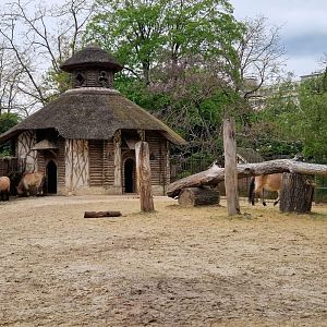 Przewalski's Horse exhibit