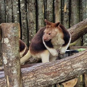 Goodfellow's Tree-Kangaroo