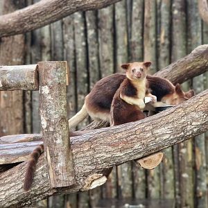 Goodfellow's Tree-kangaroo baby