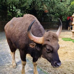 Indian Gaur