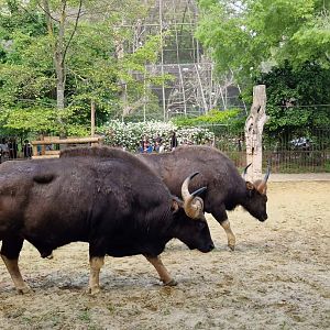 Indian Gaur Bulls