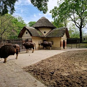 Gaur exhibit