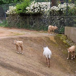 Arabian Oryx offspring