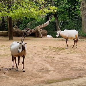 Arabian Oryx