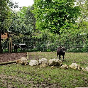 Lowland Anoa exhibit