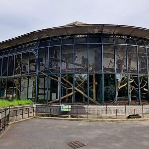 Sooty Mangabey outdoors