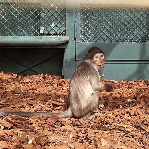 White-Naped Mangabey