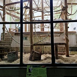 Borneo Orangutan indoor