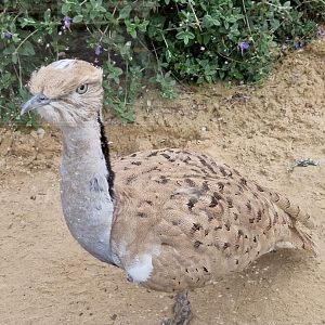 Houbara Bustard