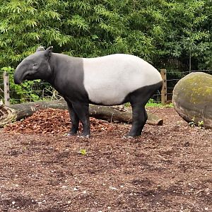 Malayan Tapir