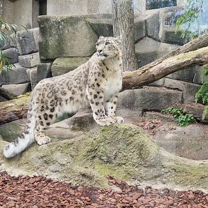 Snow Leopard
