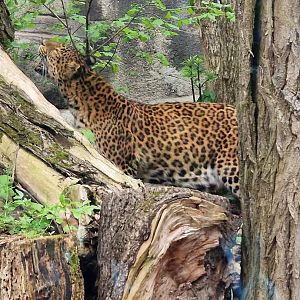 Northern Chinese Leopard
