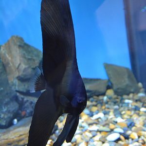 Golden spadefish (Platax boersii) - juvenile