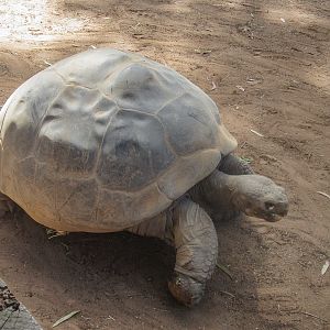 Galapagos Tortoise