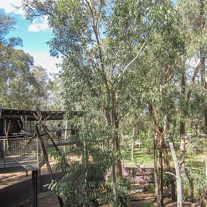 Koala Exhibit