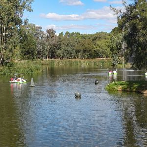 Pedal Boats on the Lake