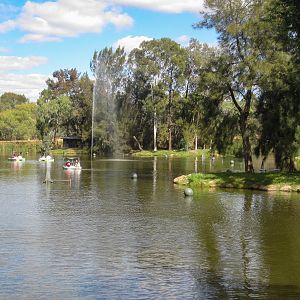 Pedal Boats on the Lake