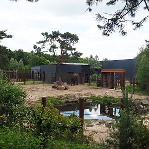 African bush elephant bull and separation paddock, 2022-06-12