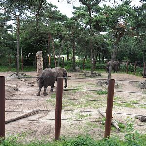 African bush elephant bull and separation paddock, 2022-06-12