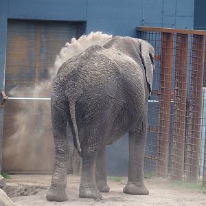 Sand-dusting African bush elephant bull (Loxodonta africana), 2022-06-12
