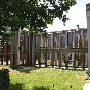 African bush elephant bull training wall, 2022-06-12