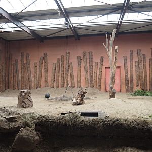Main African bush elephant indoor paddock, 2022-06-12