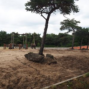 African bush elephant paddock, 2022-06-12