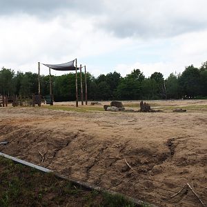 African bush elephant paddock, 2022-06-12