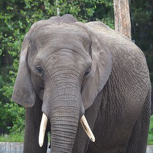 African bush elephant (Loxodonta africana), 2022-06-12