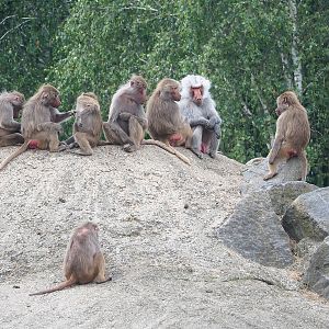 Hamadryas baboons (Papio hamadryas), 2022-06-12