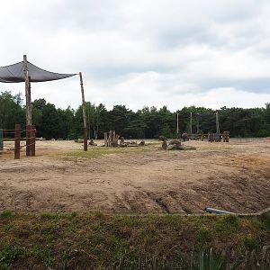 African bush elephant paddock, 2022-06-12