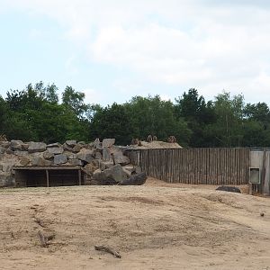 Hamadryas baboon rock, 2022-06-12