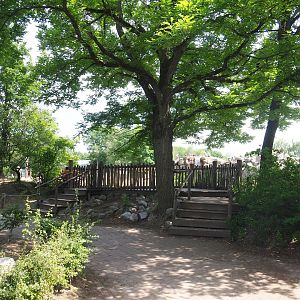 African bush elephant paddock and Hamadryas baboon rock viewing area, 2022-06-12