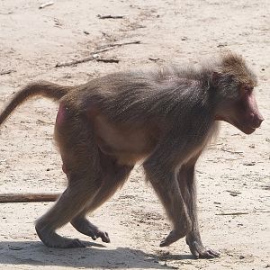 Hamadryas baboon (Papio hamadryas), 2022-06-12