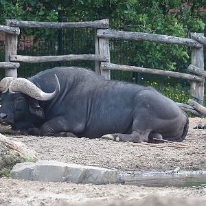 Cape buffalo (Syncerus caffer caffer), 2022-06-12