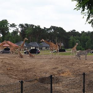 Rothschild's giraffes and Grévy's zebra, with car safari and Safari resort in the background, 2022-06-12