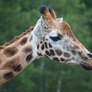 Rothschild's giraffe (Giraffa camelopardalis rothschildi), 2022-06-12