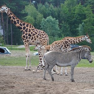 Rothschild's giraffes (Giraffa camelopardalis rothschildi) and Grévy's zebra (Equus grevyi), 2022-06-12