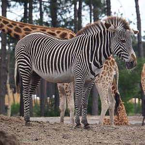 Grévy's zebra (Equus grevyi), 2022-06-12