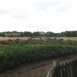 Rothschild's giraffe, Grévy's zebra and Black sable antelope plains, 2022-06-12