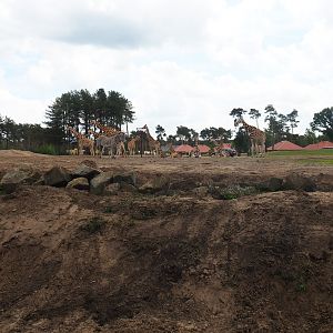 Rothschild's giraffe, Grévy's zebra and Black sable antelope plains, 2022-06-12