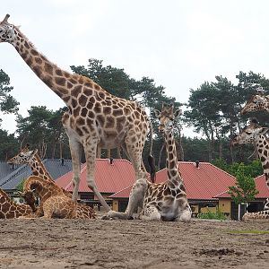 Rothschild's giraffes (Giraffa camelopardalis rothschildi) with Safari resort in background, 2022-06-12