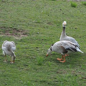 Feral Bar-headed geese (Anser indicus), 2022-06-12