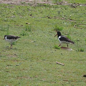 Wild Eurasian oystercatchers (Haematopus ostralegus), 2022-06-12